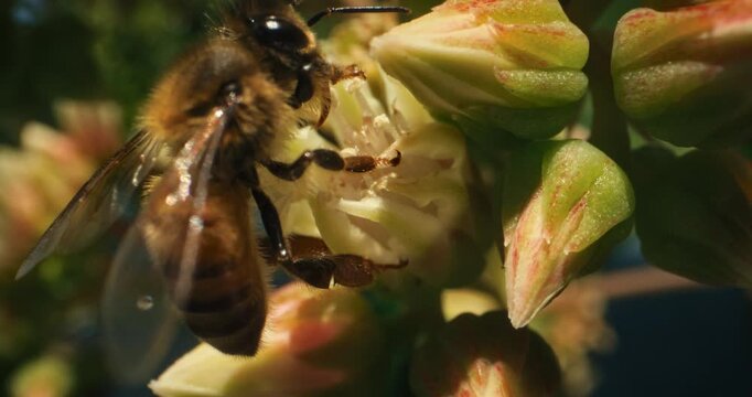 Beautiful bumblebee on flower - extreme closeup