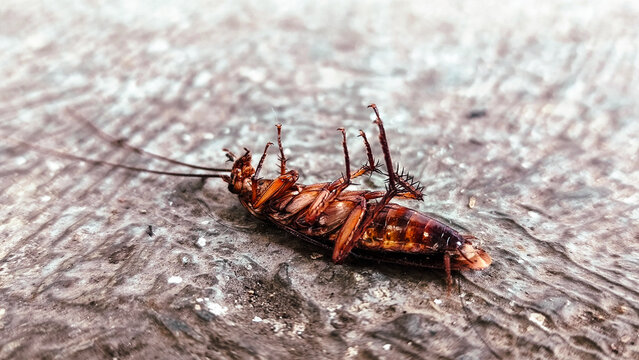 The cockroach is dead