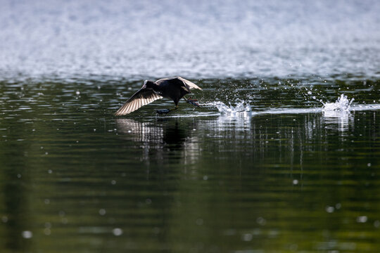 View of a coot running across the surface of a calm lake with water splashing behind it in Mulhouse, Grand Est, France.