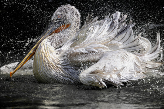 View of a Dalmatian pelican splashing in the water with droplets flying against a dark background in Mulhouse, Grand Est, France.