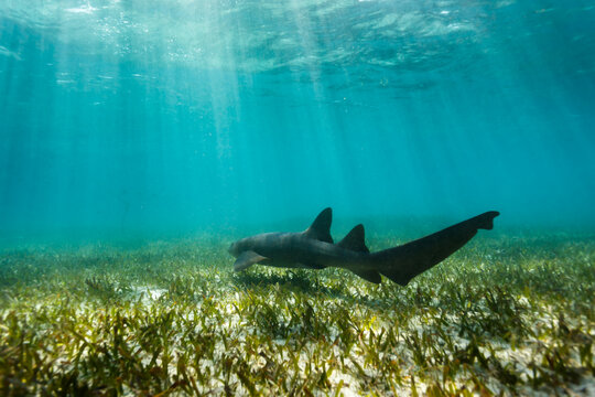 Closeup of nurse shark swimming above coral reef in Shark Alley Belize