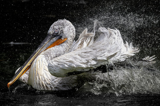 View of a Dalmatian pelican splashing in the water with a dramatic spray of droplets against a dark background in Mulhouse, Grand Est, France.
