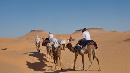 Fototapeta premium Caravan of dromedary camels (Camelus dromedarius) on a camel trek in the Sahara Desert outside of Douz, Tunisia