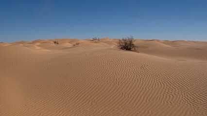Scrubby vegetation in the rolling dunes of the Sahara Desert outside of Douz, Tunisia © Angela