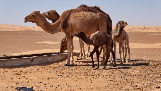 Dromedary camel (Camelus dromedarius) calves with their mothers at a watering trough in the Sahara Desert outside of Douz, Tunisia