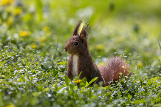 View of a red squirrel with tufted ears sitting in a lush green meadow with yellow wildflowers in Mulhouse, Grand Est, France.