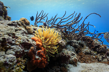 Close-up of orange, red, and branching  sponges and coral on reef © Pete Niesen Photo