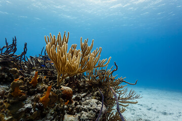 Branch corals on tropical reef with blue ocean © Pete Niesen Photo