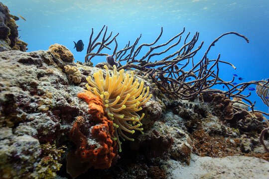 Close-up of orange, red, and branching  sponges and coral on reef