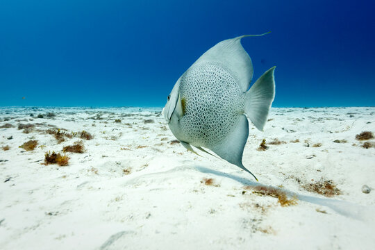 A French Angelfish (Pomacanthus paru) swims over a sandy seabed.