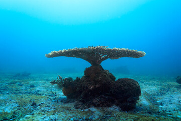 Branching coral displays interestingly like african acacia tree with flat table  top shape © Pete Niesen Photo
