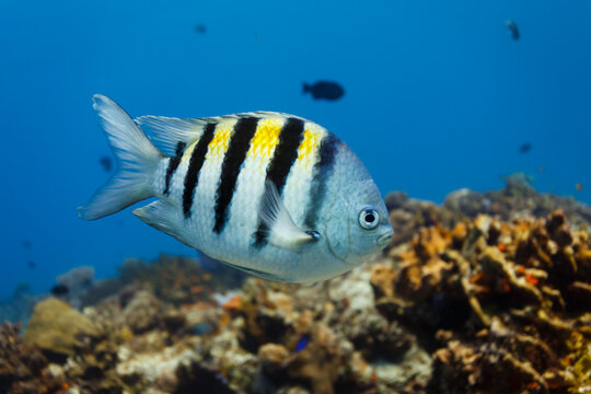 Tropical Sergant Major fish swimming in blue water with coral reef in background