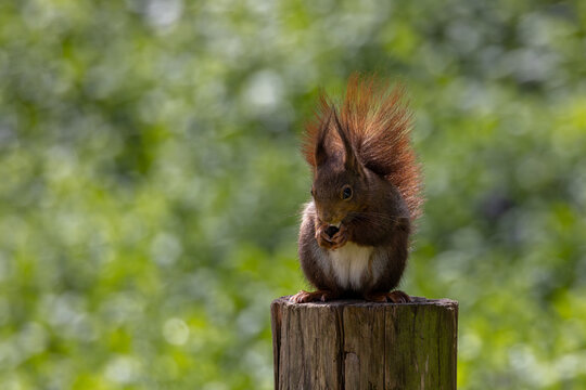 View of a red squirrel sitting on a wooden post and eating a nut against a blurred green forest background in Mulhouse, Grand Est, France.
