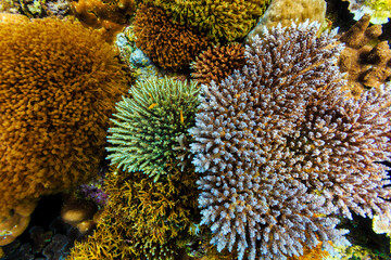 Beautiful clump of colorful corals like delicate flower blossoms raise up from coral reef © Pete Niesen Photo