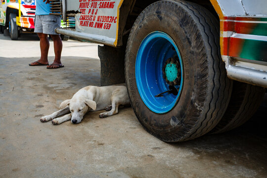 Close up of white dog sleeping in the shade of a truck on Leyte Island, Philippines