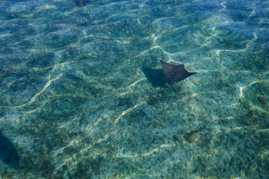Spotted eagle ray (Aetobatus narinari) swims in clear shallow water over a sandy seabed.