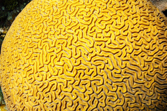 Close up of intricate pattern of brain coral
