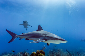 Obraz premium large Reef sharks Carcharhinus amblyrhynchos swimming above coral reef