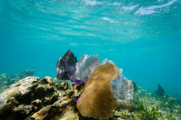 Gorgonian ,  Gorgonia flabellum,   Colorful coral sea fans on a tropical coral reef wave in the current © Pete Niesen Photo
