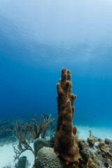 Close-up of tall stalk of tube sponge, Cero, on coral reef in Philippines © Pete Niesen Photo