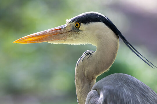 View of a grey heron showing its sharp yellow eye and long pointed beak against a blurred green background in Mulhouse, Grand Est, France.