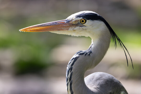 View of a grey heron profile with its long sharp beak and distinctive black crest feathers against a soft bokeh background in Mulhouse, Grand Est, France.