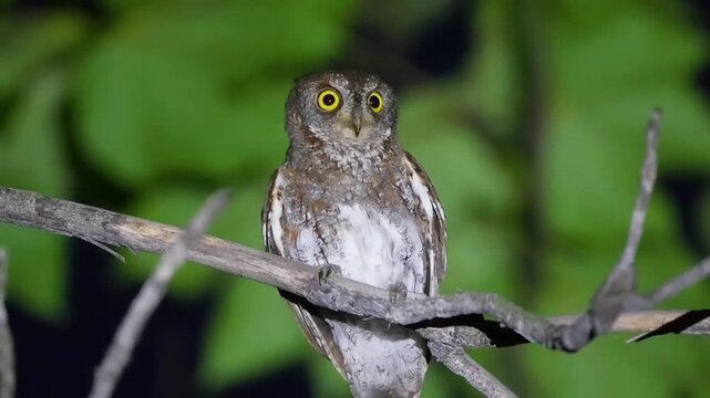 A small owl perched on a tree branch at night with a blurred green background