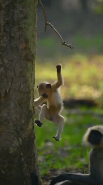 A playful baby langur monkey hanging from a tree branch in the forest