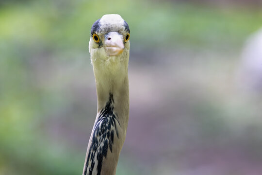 View of a grey heron looking directly at the camera with its long neck and sharp beak against a blurred natural background in Mulhouse, Grand Est, France.