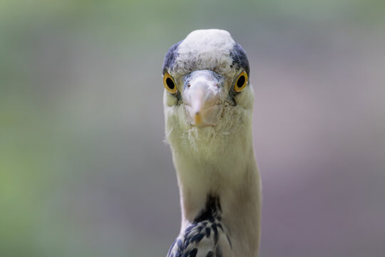 View of a grey heron looking directly at the camera with its sharp beak and yellow eyes against a soft blurred background Mulhouse, Grand Est, France.