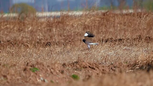 A greyheaded lapwing flying over a dry field in the countryside