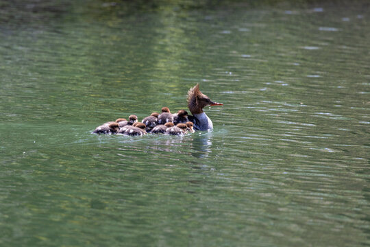View of a female common merganser swimming on green water with several ducklings on her back and around her in Mulhouse, Grand Est, France.