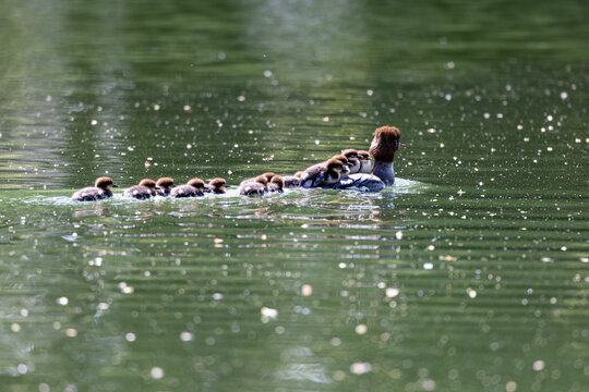View of a female common merganser swimming on a green pond with ducklings on her back and following in the water Mulhouse, Grand Est, France.