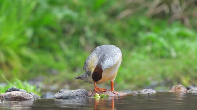 A torrent duck standing on a rock in a stream, preening its feathers
