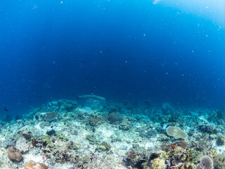 Obraz premium Coral reef and marine mega fauna photography by a coral ecologist