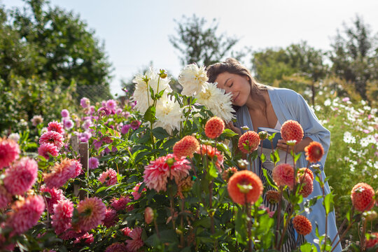 Woman enjoys blooming dahlias in summer garden drinking morning coffee in pajamas. Gardener walks by rows of flowers wearing robe