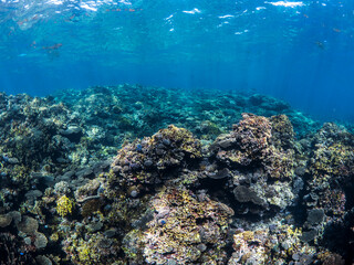 Fototapeta premium Coral reef and marine mega fauna photography by a coral ecologist