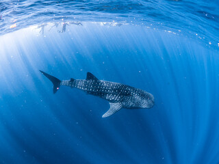 Coral reef and marine mega fauna photography by a coral ecologist © tara