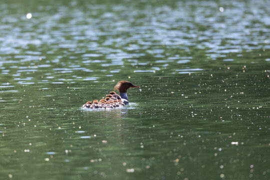 View of a common merganser swimming on a calm lake with several ducklings resting on its back among green water reflections Mulhouse, Grand Est, France.