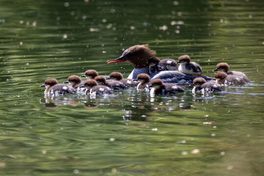 View of a female common merganser swimming with her ducklings on her back across a calm pond with green water reflections Mulhouse, Grand Est, France.
