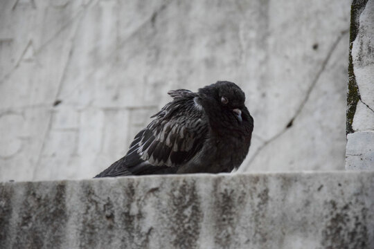 Sleepyhead Pigeon