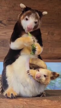 Tree kangaroo mother with her joey peeking out from her pouch