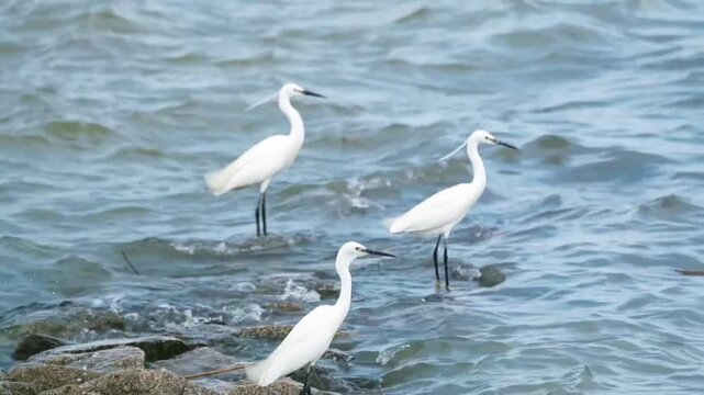 Three little egrets standing in the shallow water near a rocky shore