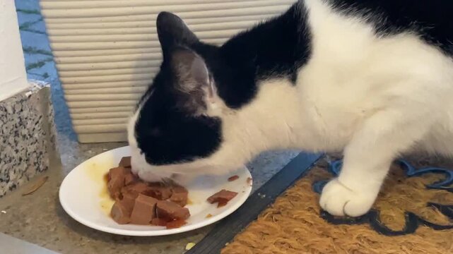 Eine Katze beim fressen.