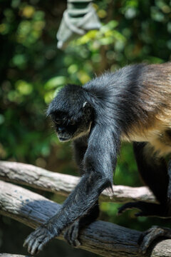 A black-handed spider monkey (Ateles geoffroyi)