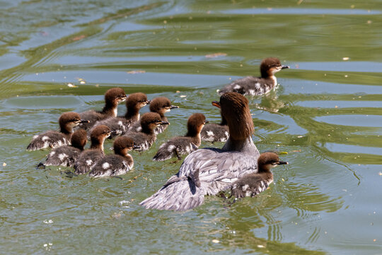 View of a female common merganser swimming with her fluffy ducklings on the rippled green water of a pond in Mulhouse, Grand Est, France.