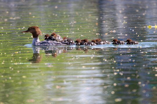 View of a female common merganser swimming with her ducklings on her back in a calm pond Mulhouse, Grand Est, France.