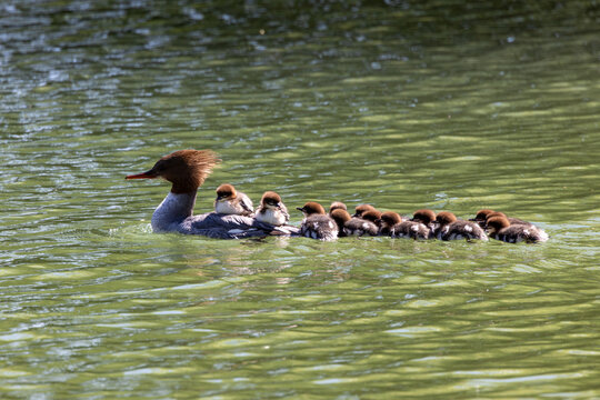 View of a female common merganser swimming on a pond with several ducklings on her back and following behind Mulhouse, Grand Est, France.