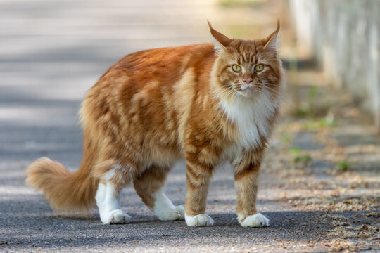 View of a large ginger Maine Coon cat with long fur and tufted ears standing on a paved path Mulhouse, Grand Est, France.