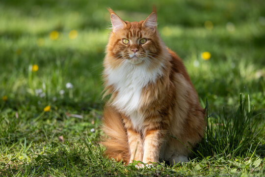 View of a majestic ginger Maine Coon cat with long fur and tufted ears sitting on a lush green lawn in the sunlight in Mulhouse, Grand Est, France.